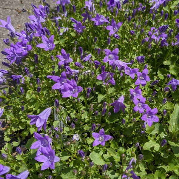 Campanula portenschlagiana 'Resholt'