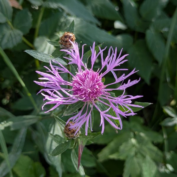 Centaurea bella