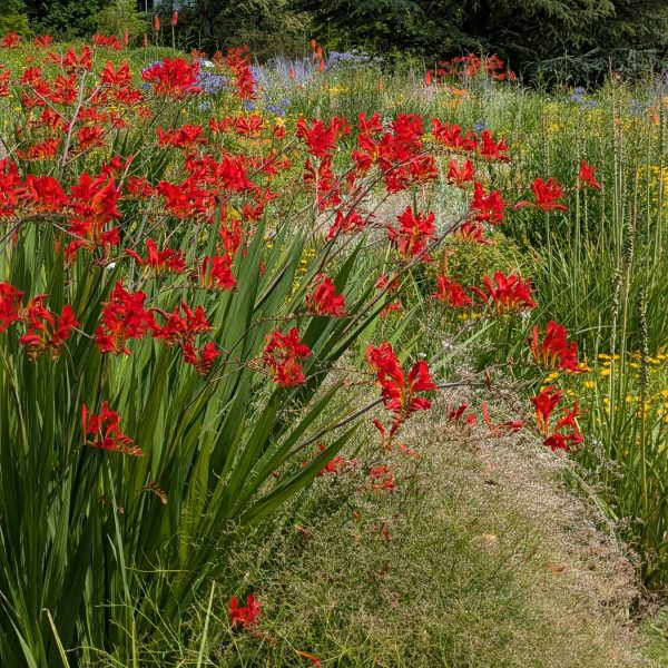 Crocosmia x crocosmiiflora 'Lucifer'
