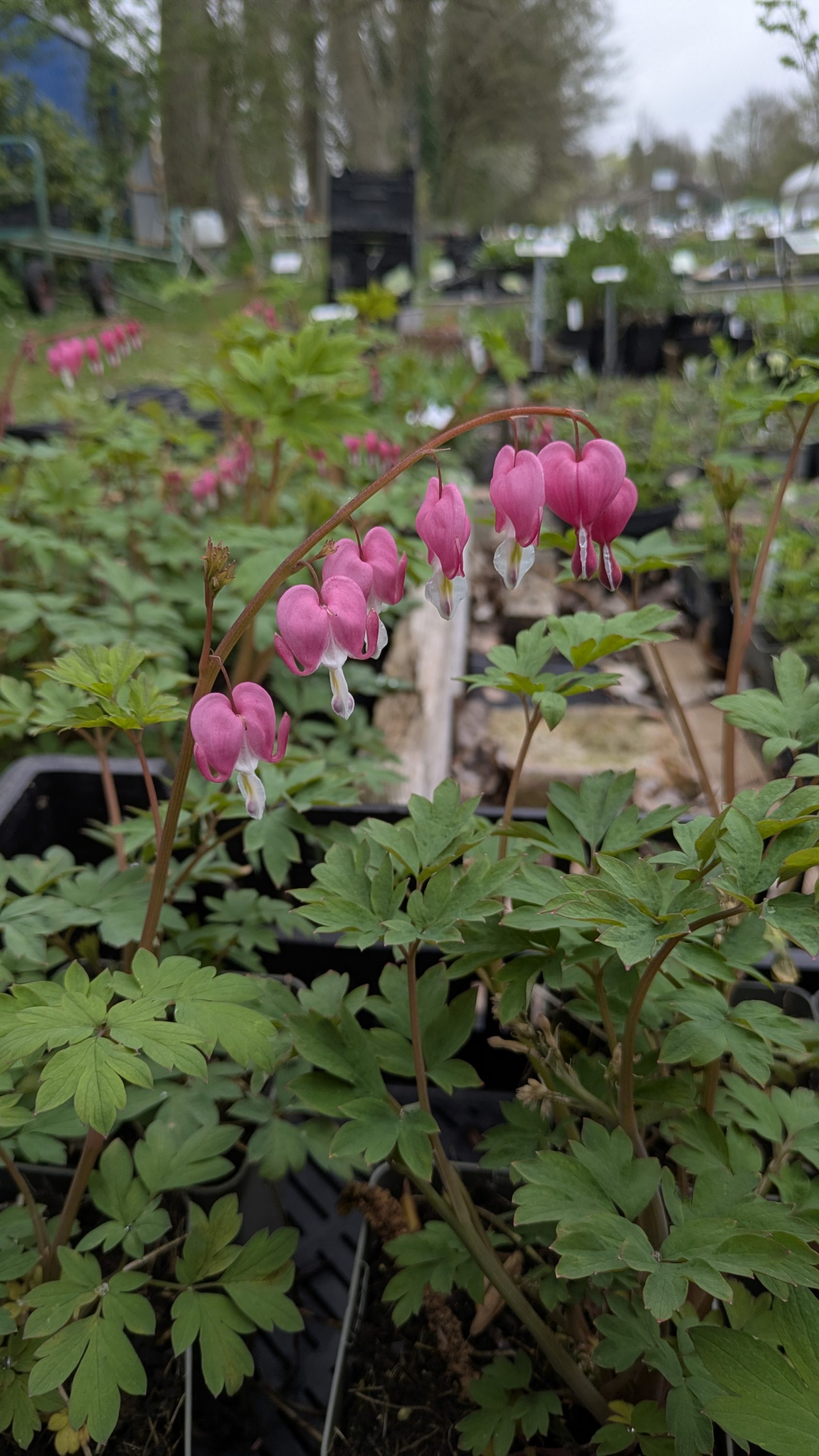 Dicentra spectabilis