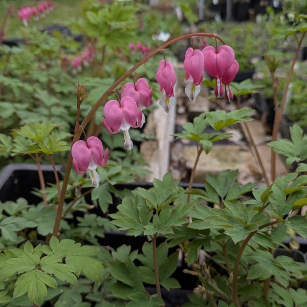 Dicentra spectabilis