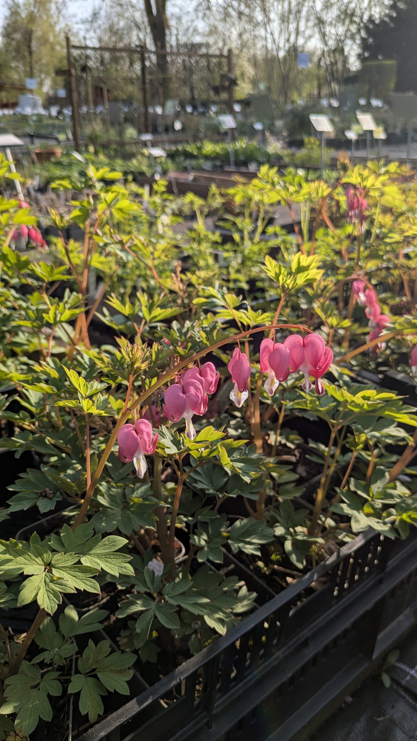 Dicentra spectabilis – Bild 2