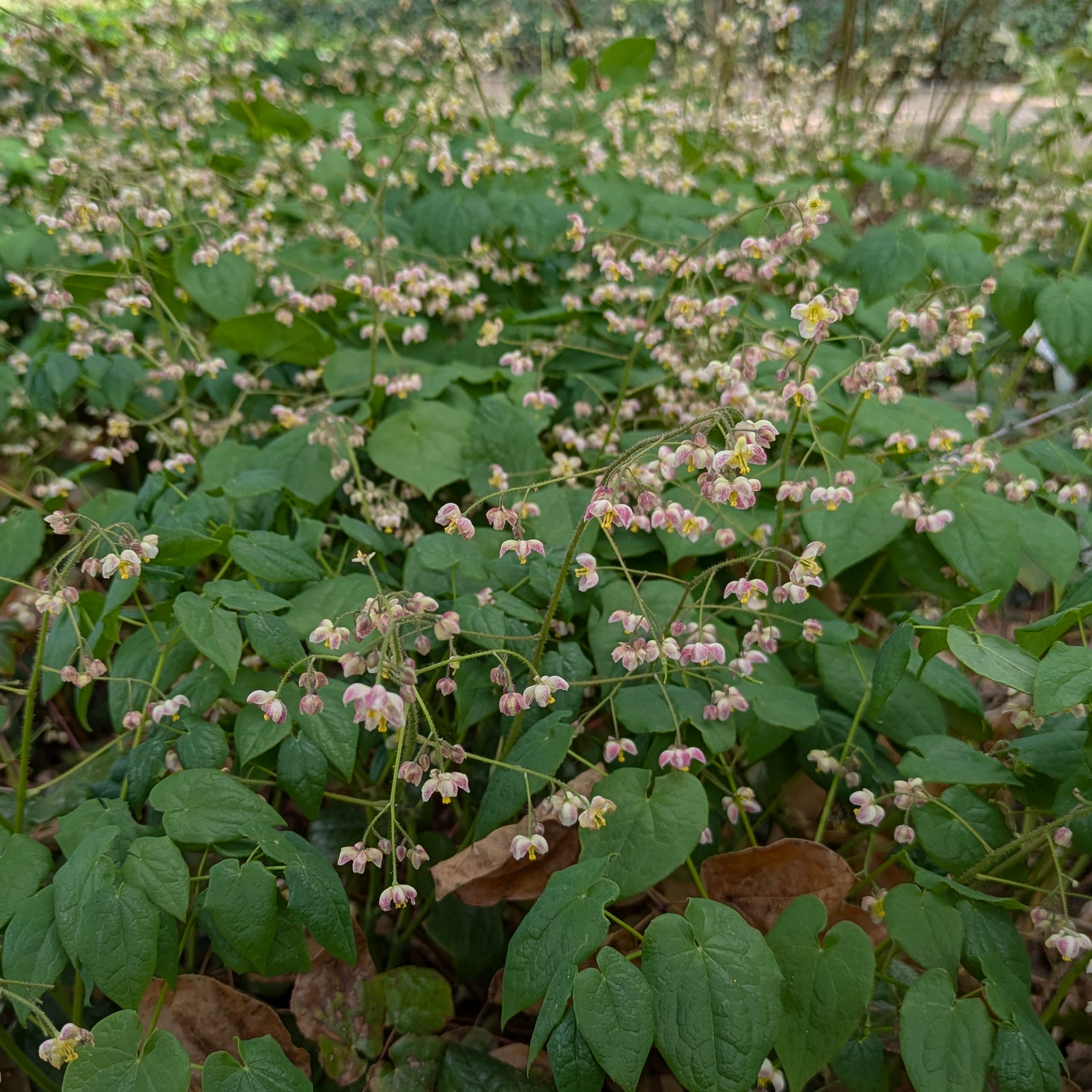Epimedium pubigerum