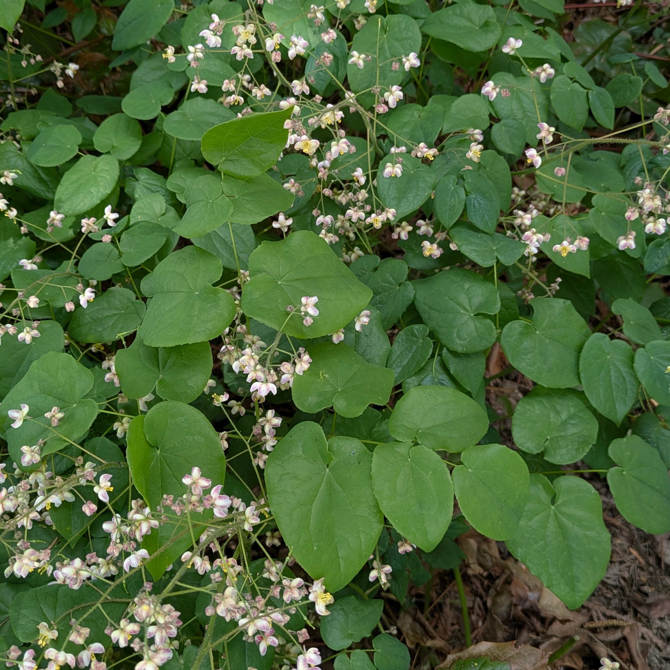 Epimedium pubigerum – Bild 2