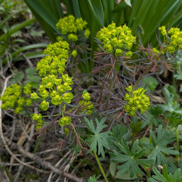 Euphorbia cyparissias 'Fens Ruby'
