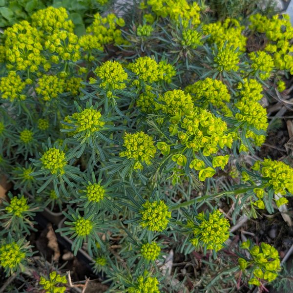 Euphorbia cyparissias