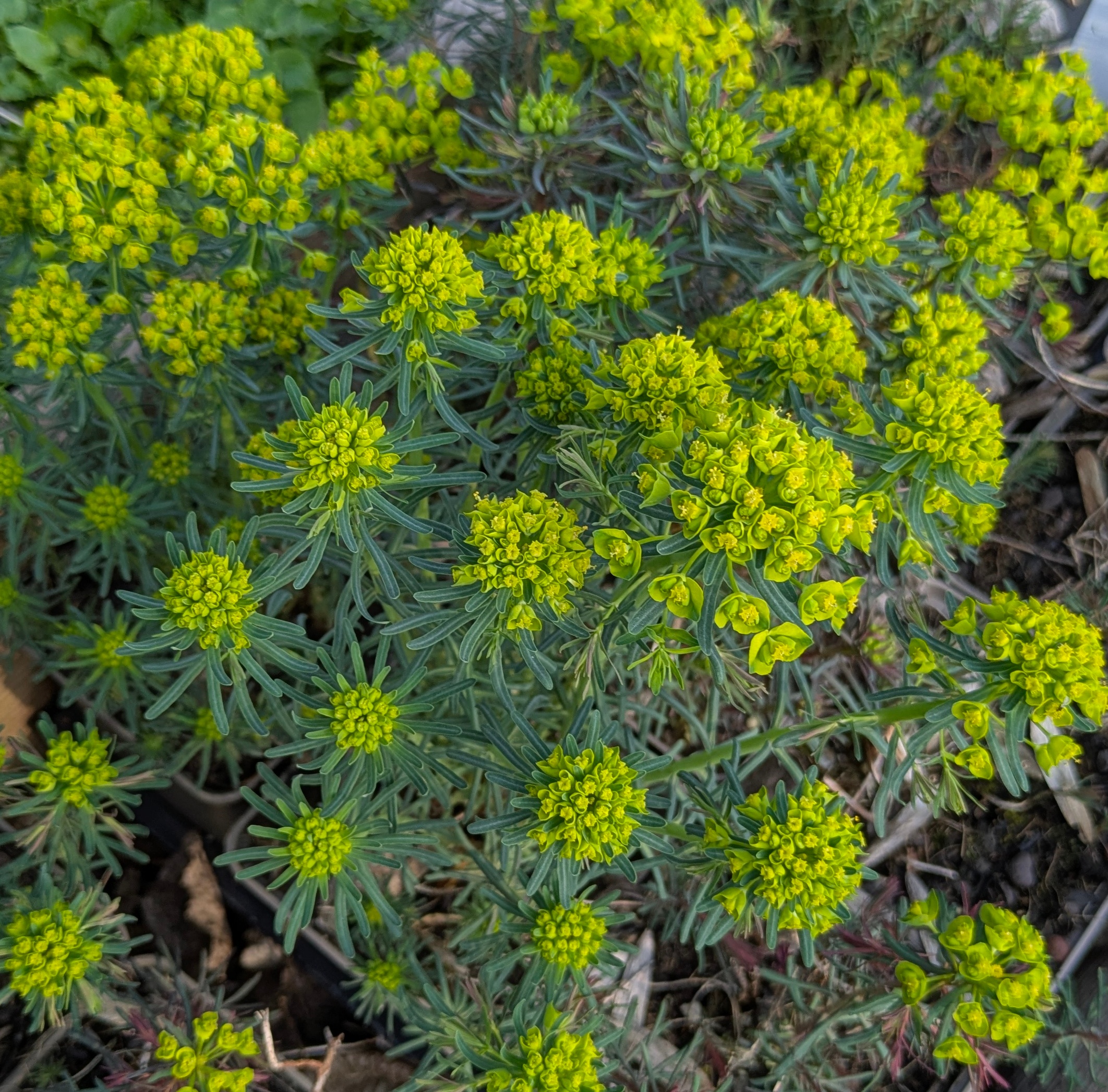 Euphorbia cyparissias
