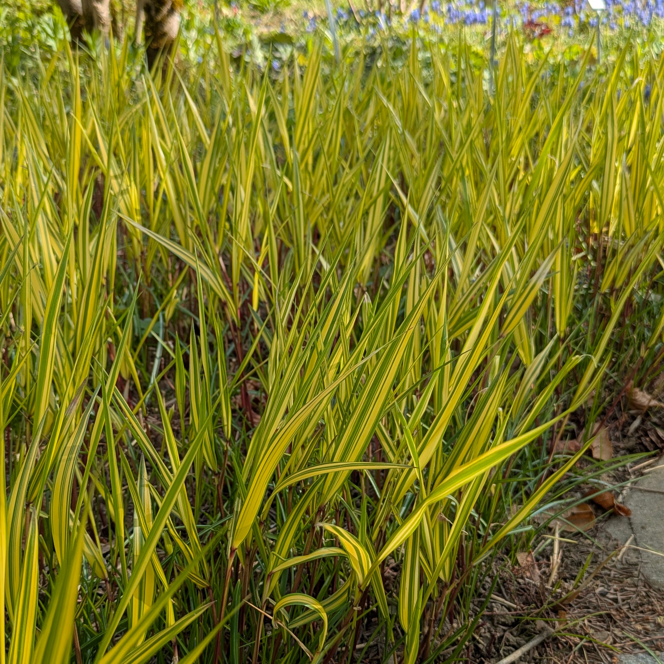 Hakonechloa macra 'Aureola' – Bild 2