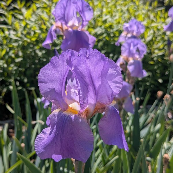 Iris barbata-elatior 'Lovely Again'