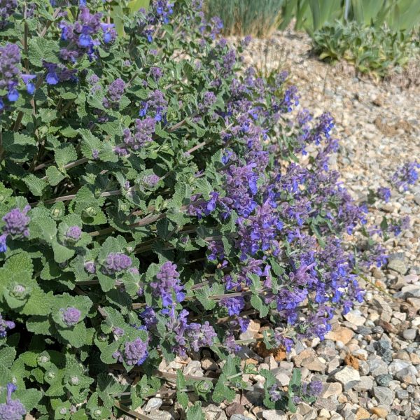 Nepeta racemosa 'Superba'