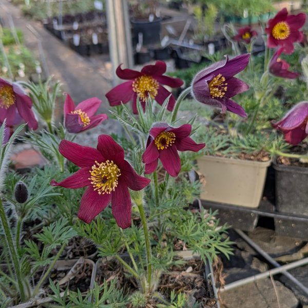 Pulsatilla vulgaris 'Rote Glocke'