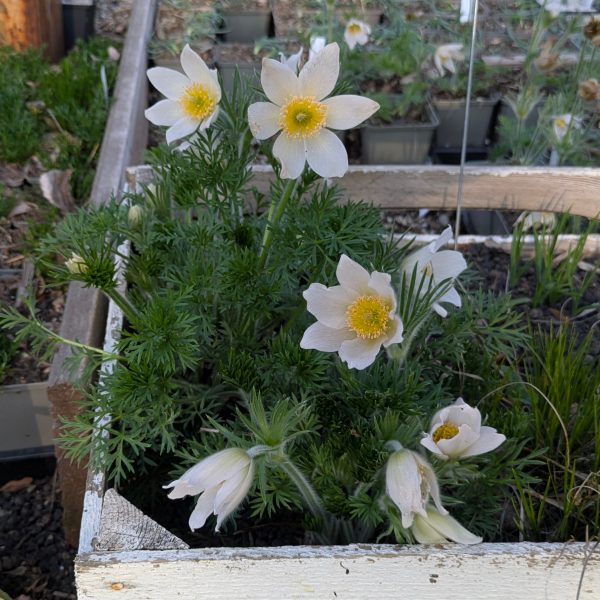 Pulsatilla vulgaris 'Alba'