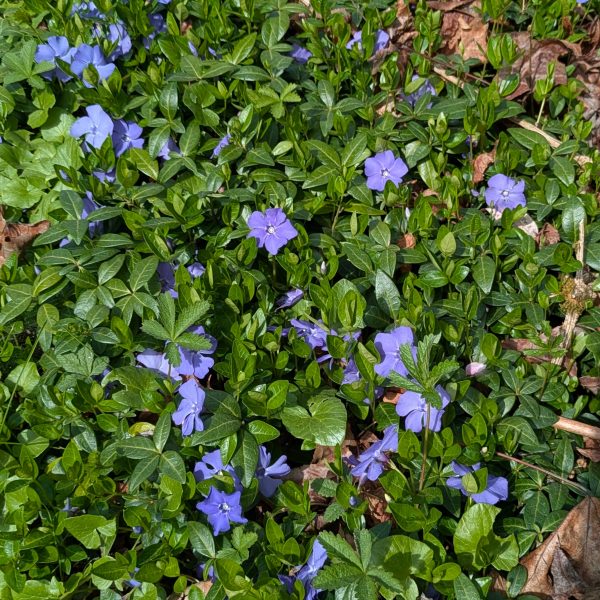 Vinca minor