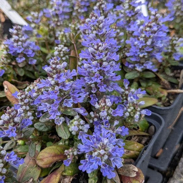 Ajuga Hybr. 'Valfredda'