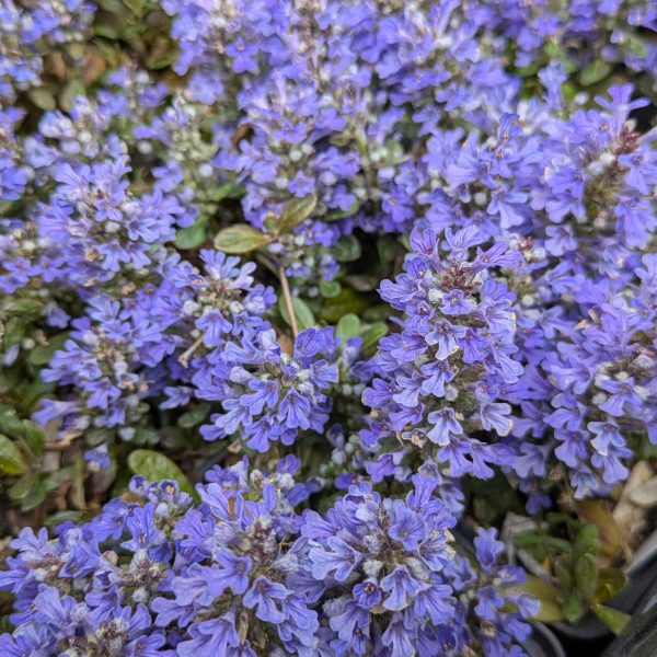 Ajuga Hybr. 'Valfredda'