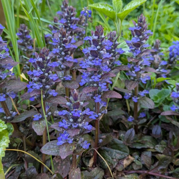 Ajuga reptans 'Atropurpurea'