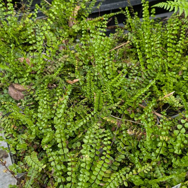 Asplenium trichomanes