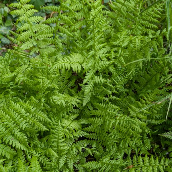 Athyrium filix-femina