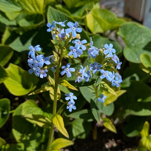Brunnera sibirica