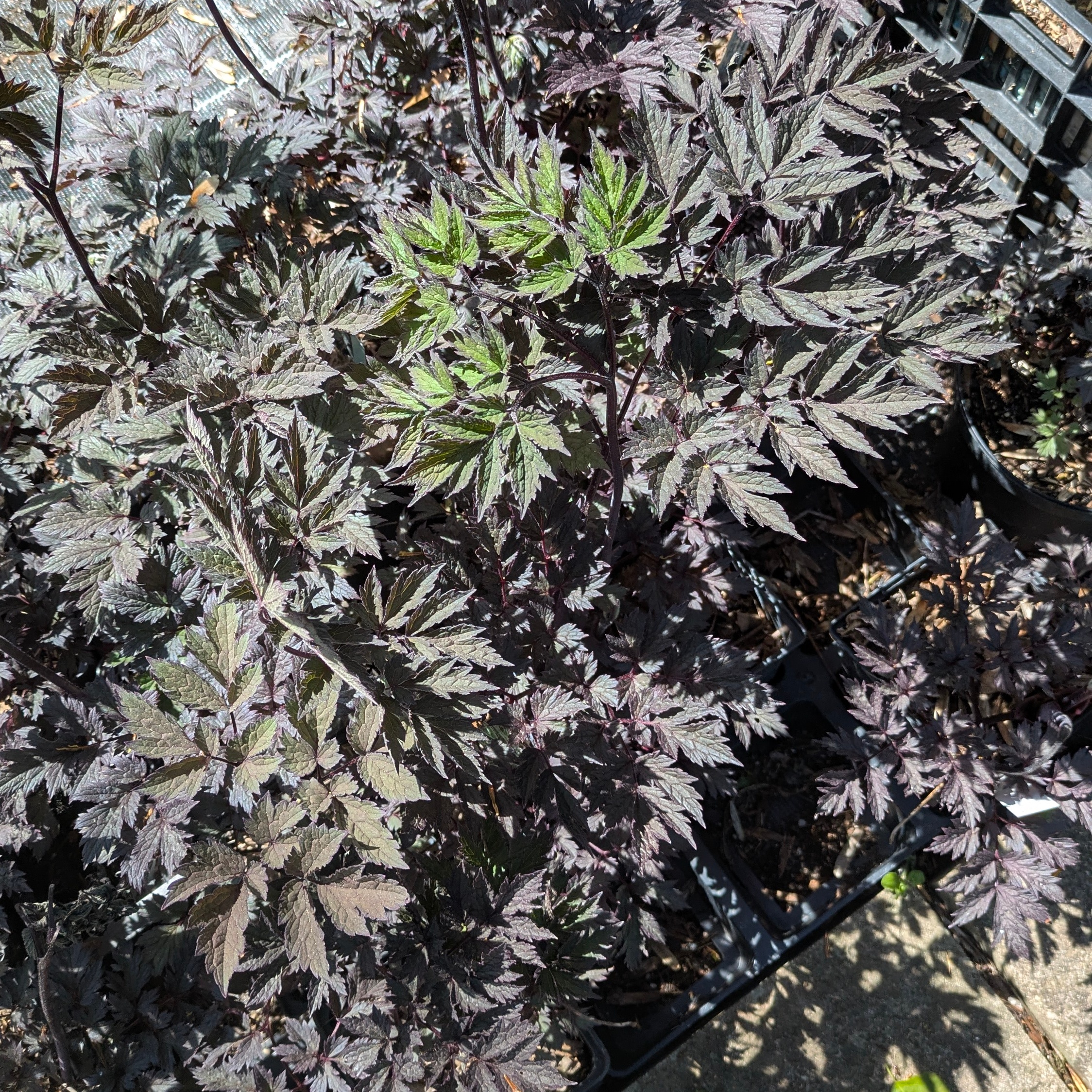 Actaea simplex 'Atropurpurea' – Bild 2