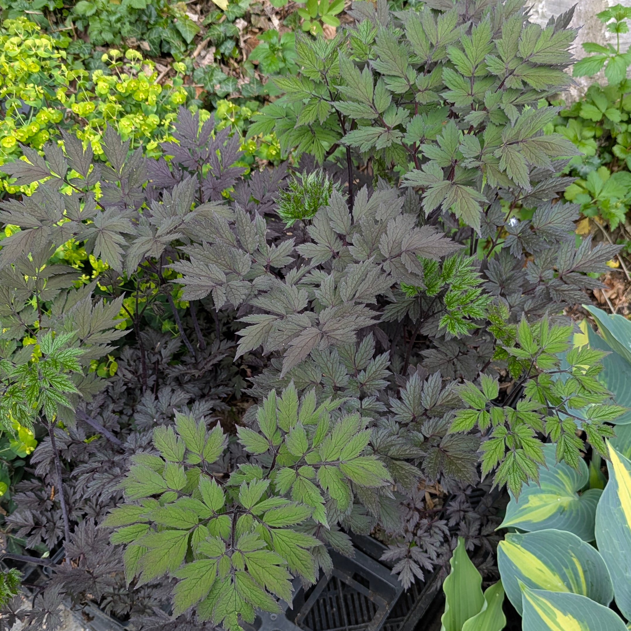 Actaea simplex 'Atropurpurea'