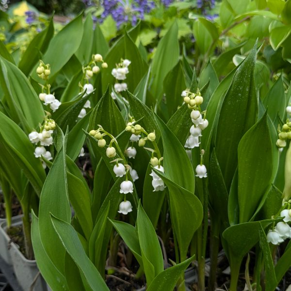 Convallaria majalis