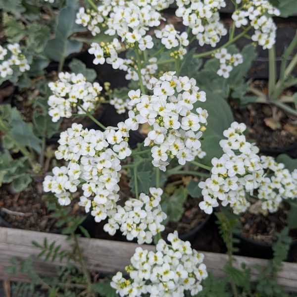 Crambe maritima