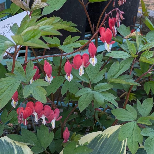 Dicentra spectabilis 'Valentine' ®