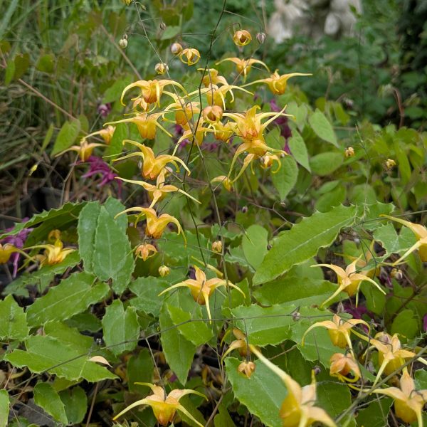 Epimedium Hybr. 'Amber Queen'