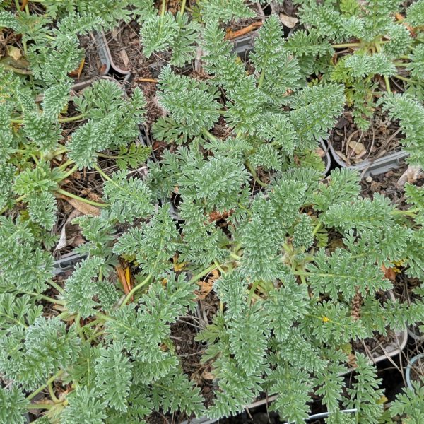 Erodium chrysanthum