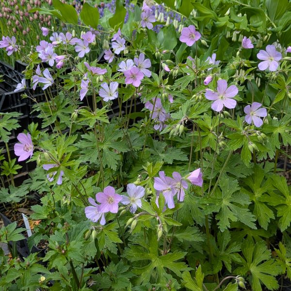 Geranium maculatum 'Chatto'