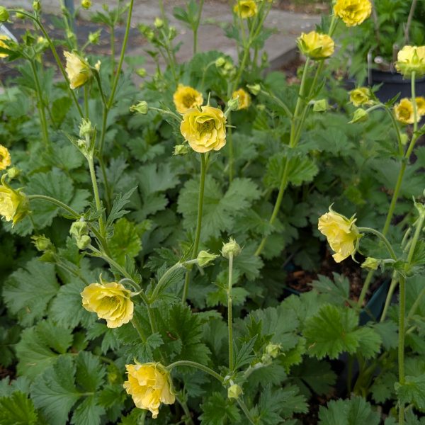 Geum x cultorum 'Gimlet'