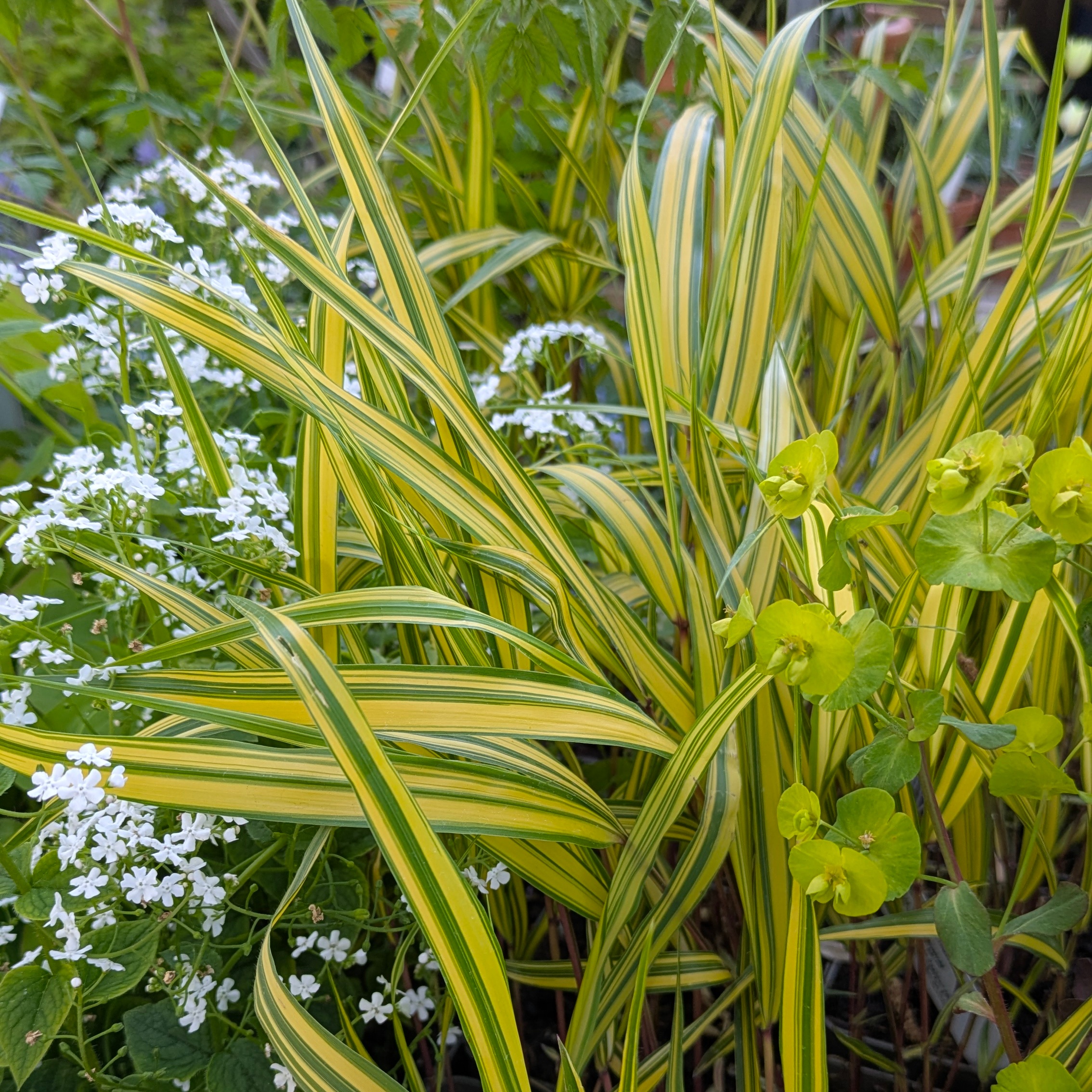 Hakonechloa macra 'Aureola'