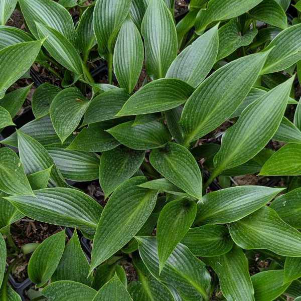 Hosta 'Devon Green'