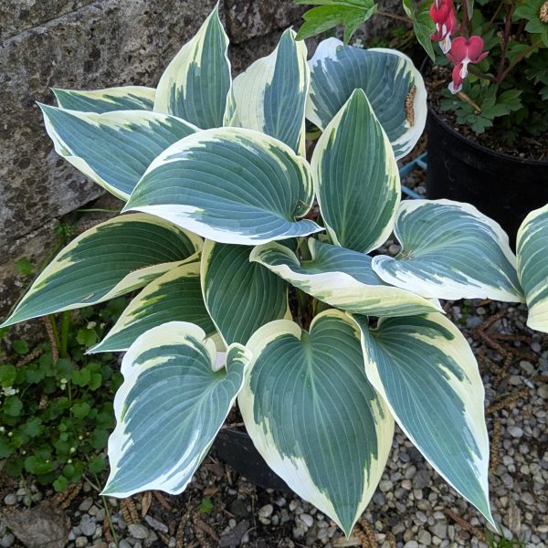 Hosta 'El Nino' ®