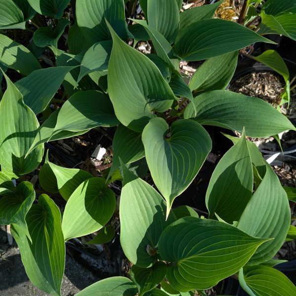 Hosta 'Fall Bouquet'