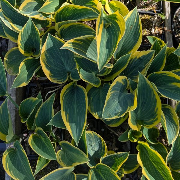 Hosta 'First Frost'