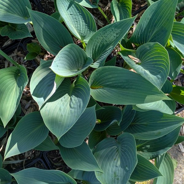 Hosta 'Halcyon'