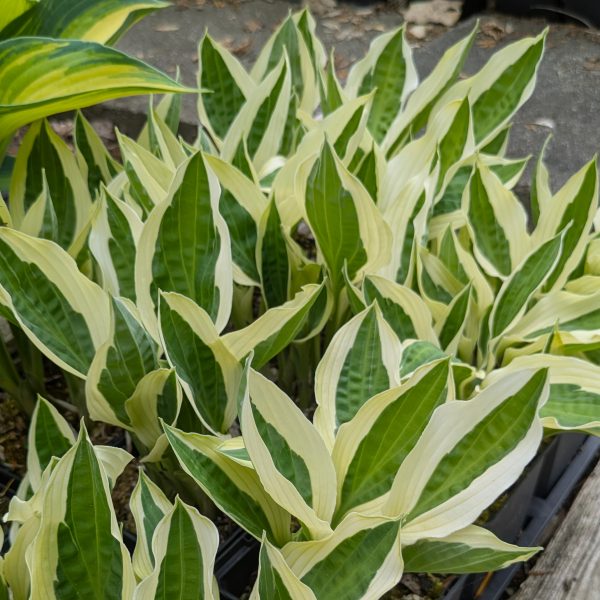 Hosta 'Hanky Panky'
