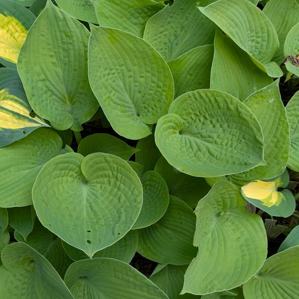 Hosta 'King Tut'