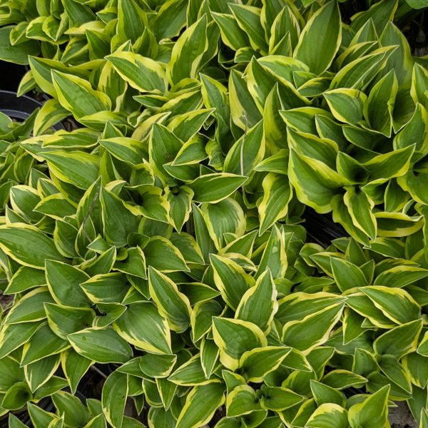 Hosta 'Little Wonder'