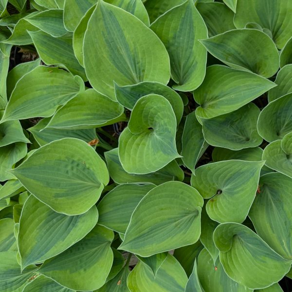 Hosta 'Luna Moth'