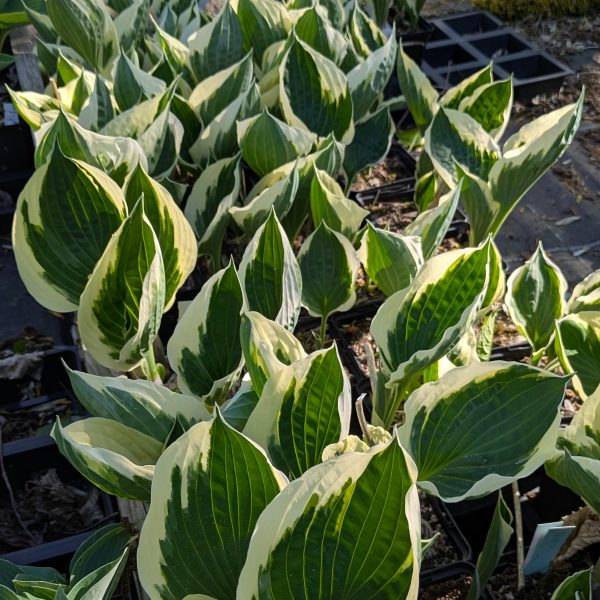 Hosta 'Minuteman'