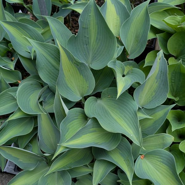Hosta 'Olympic Sunrise'