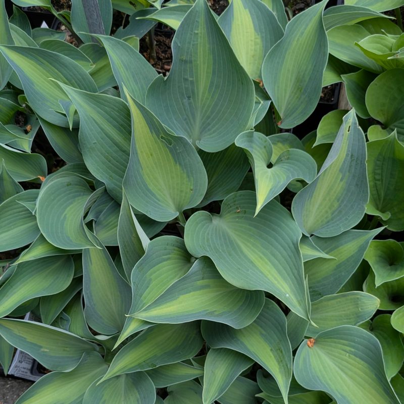 Hosta 'Olympic Sunrise'
