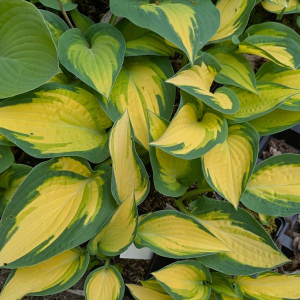 Hosta 'Orange Marmalade' ®