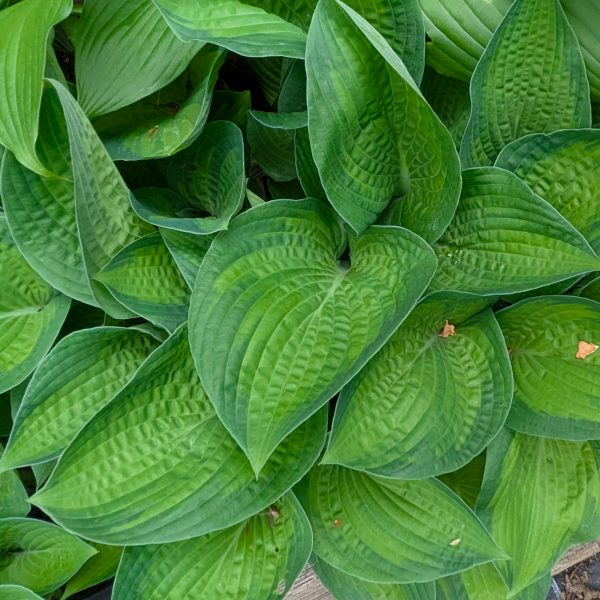 Hosta 'Paradigm'