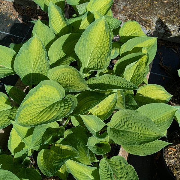 Hosta 'Paul's Glory'