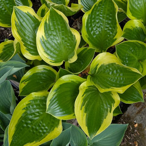 Hosta 'Queen Josephine'