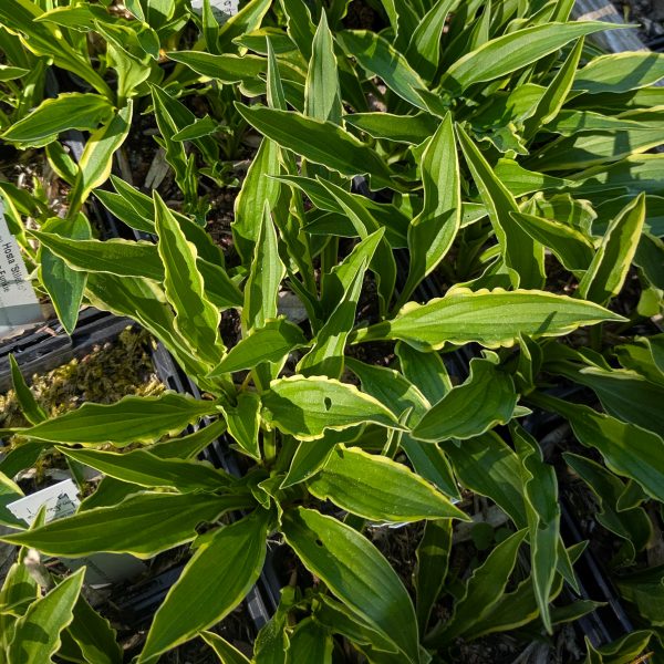 Hosta 'Stiletto'